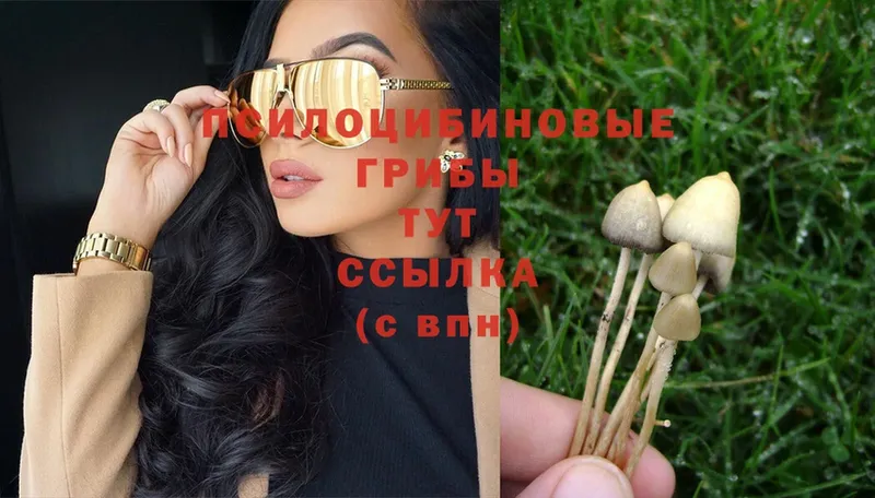 Псилоцибиновые грибы Psilocybe  где купить наркоту  Новый Уренгой 